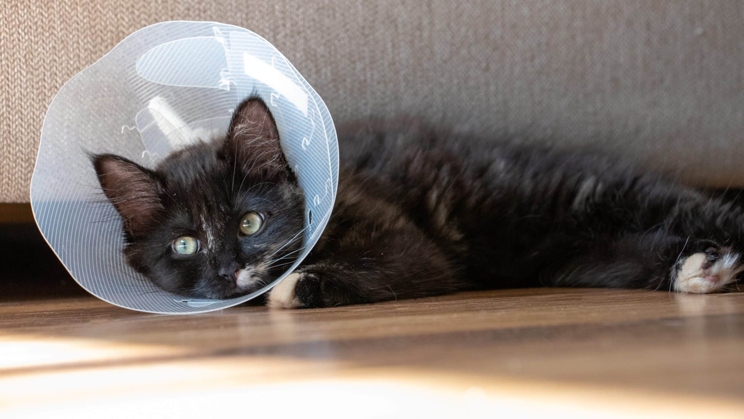 Dicas para lidar com o temido Cone da Vergonha gatos