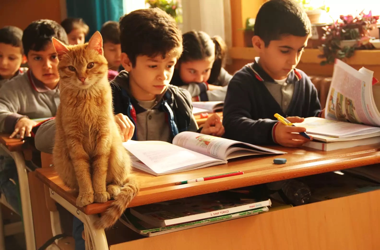 gatinho sala de aula livro