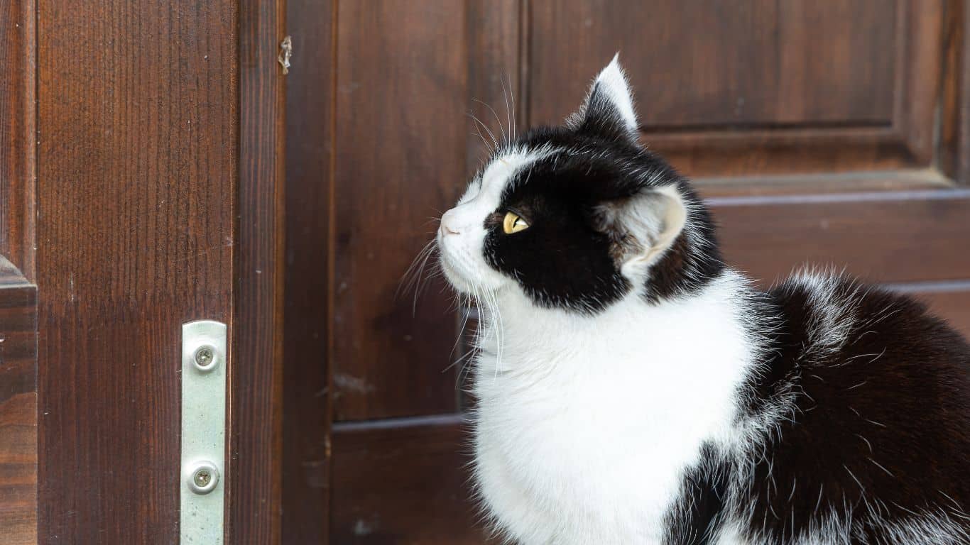 Ansiedade de separação em gatos: confira os sintomas e como evitá-la