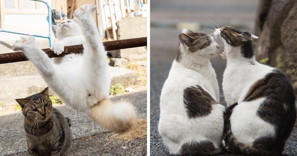 15 fotos divertidas e adoráveis ​​dos gatos vadios de Tóquio