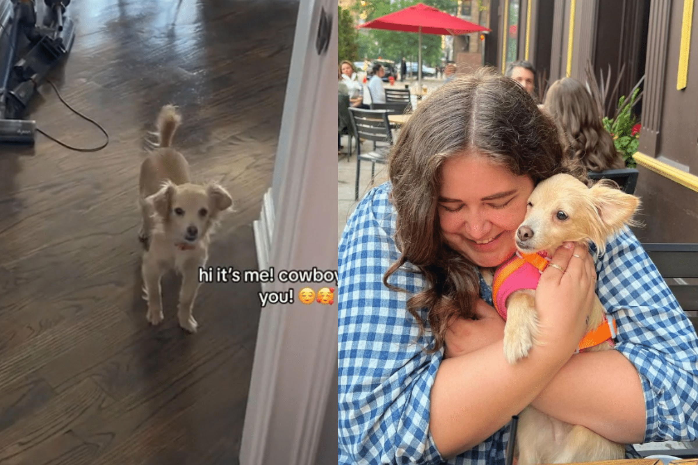 O amor salva: cachorro medroso volta lentamente a confiar em humanos após ser adotado