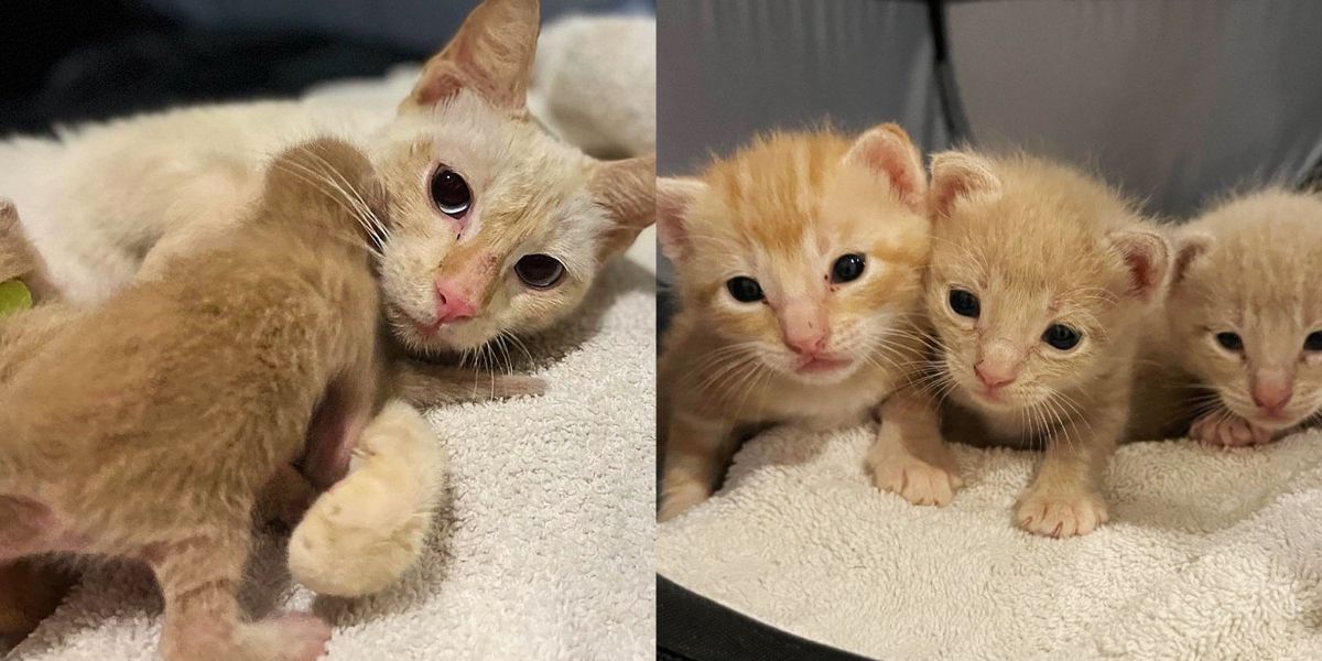 Residente percebe que gato muda de gordo para magro durante a noite e percebe que há gatinhos perto de sua casa