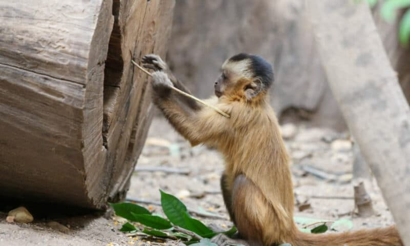 Macacos-prego que passam mais tempo no chão mostram maior diversidade no uso de ferramentas