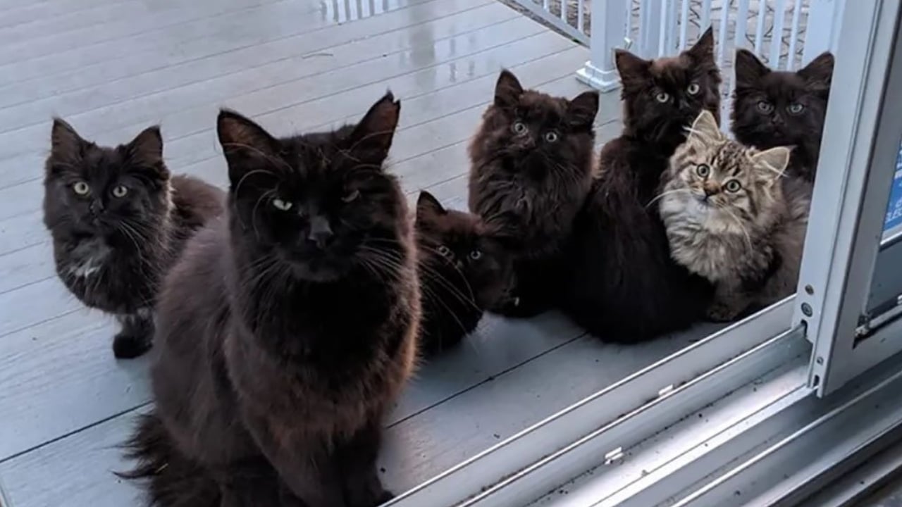 Gata de rua leva todos os seus filhotes para conhecer a mulher que a ajudou