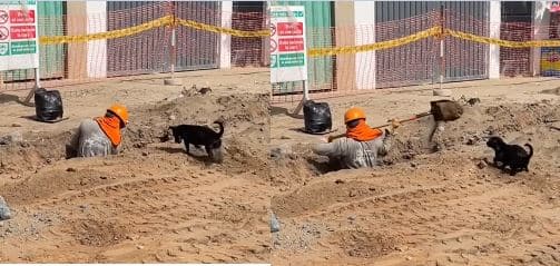 Filhote de cachorro move milhares enquanto dá a seu humano uma "mãozinha" no trabalho