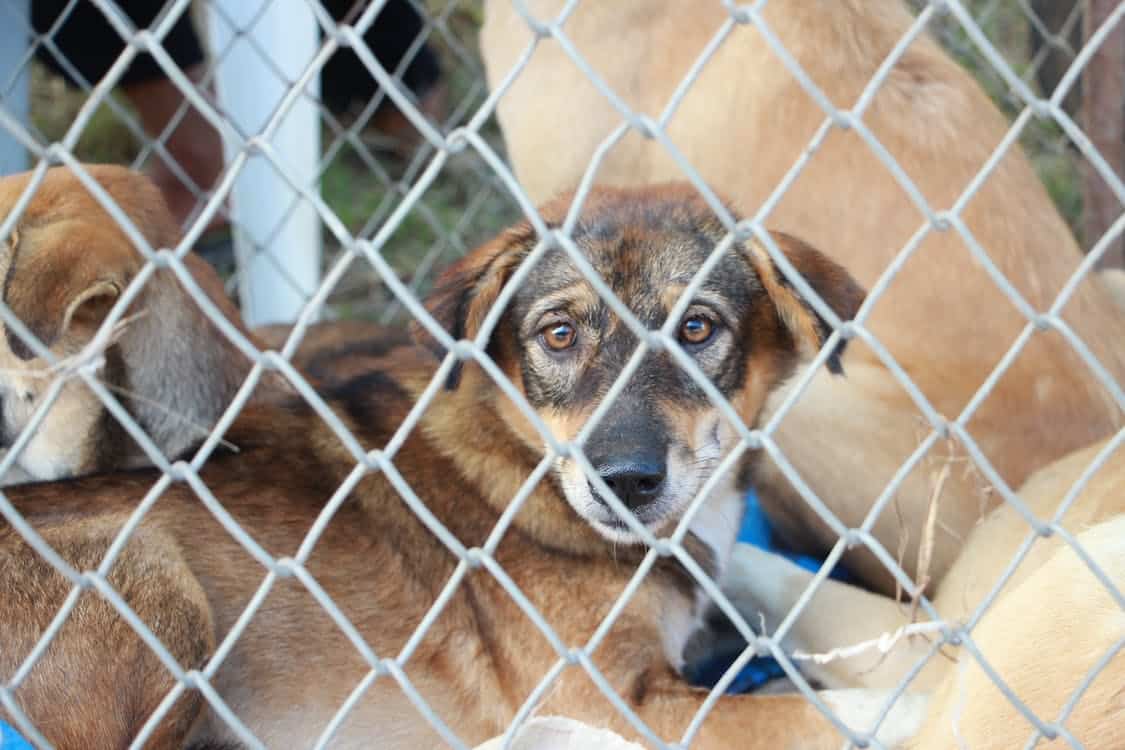 Cidade de Tomohon, na Indonésia, se torna a primeira a proibir comércio de carne de cão e gato no país