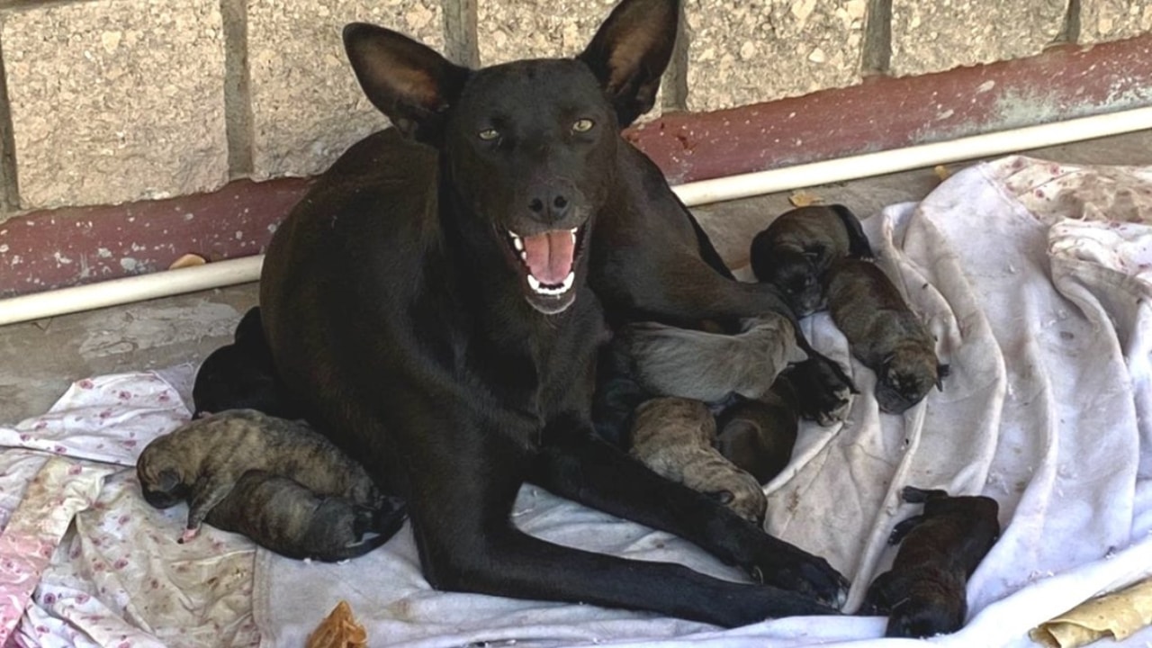 Alunos ajudam cadela de rua grávida a ter seus filhotes, e ela agradece com um enorme sorriso