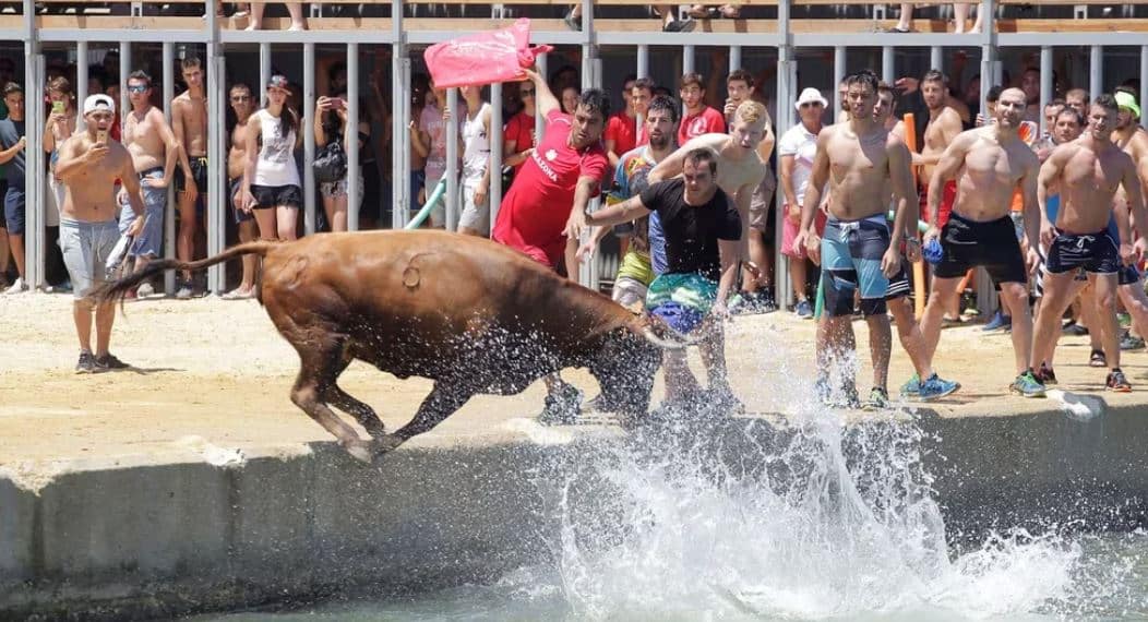 Touro se afoga ao fugir da multidão em um evento de touradas