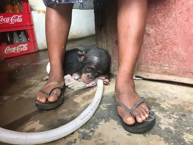 1690899986_890_Socorristas-encontram-bebe-chimpanze-deixado-em-caixa-de-papelao-tentando Socorristas encontram bebê chimpanzé deixado em caixa de papelão tentando se proteger do frio