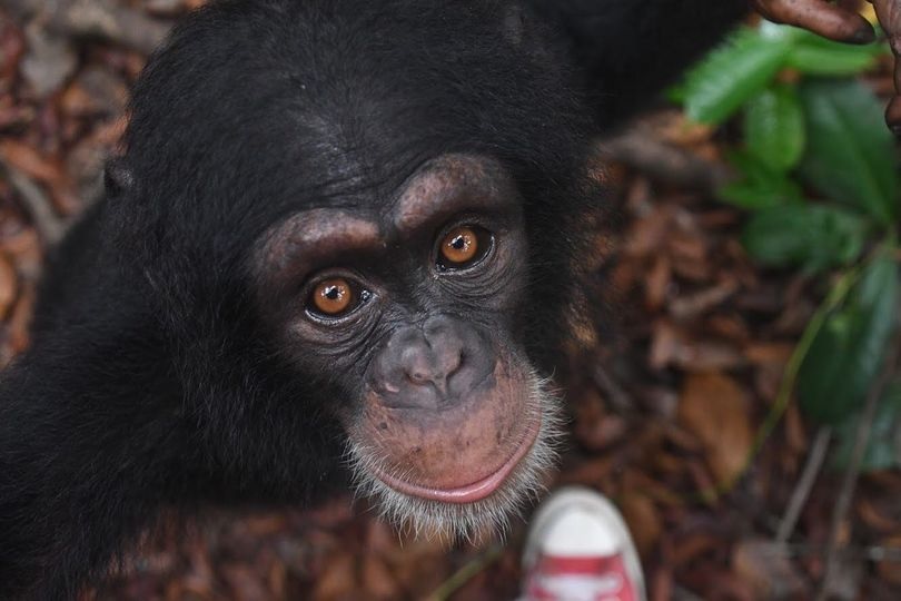 1690899986_949_Socorristas-encontram-bebe-chimpanze-deixado-em-caixa-de-papelao-tentando Socorristas encontram bebê chimpanzé deixado em caixa de papelão tentando se proteger do frio