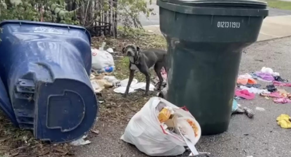 Cão de rua encontrado dormindo no lixo não consegue parar de abraçar seus salvadores