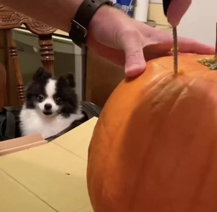 Cãozinho pula em abóbora de Halloween e decide que mora lá agora