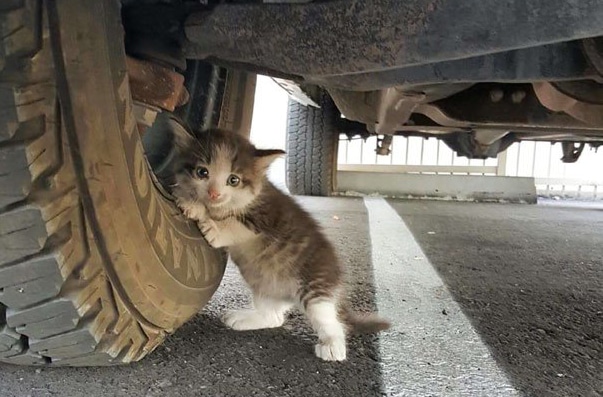 Jovem adota gatinho recém-nascido que buscou abrigo debaixo do seu carro