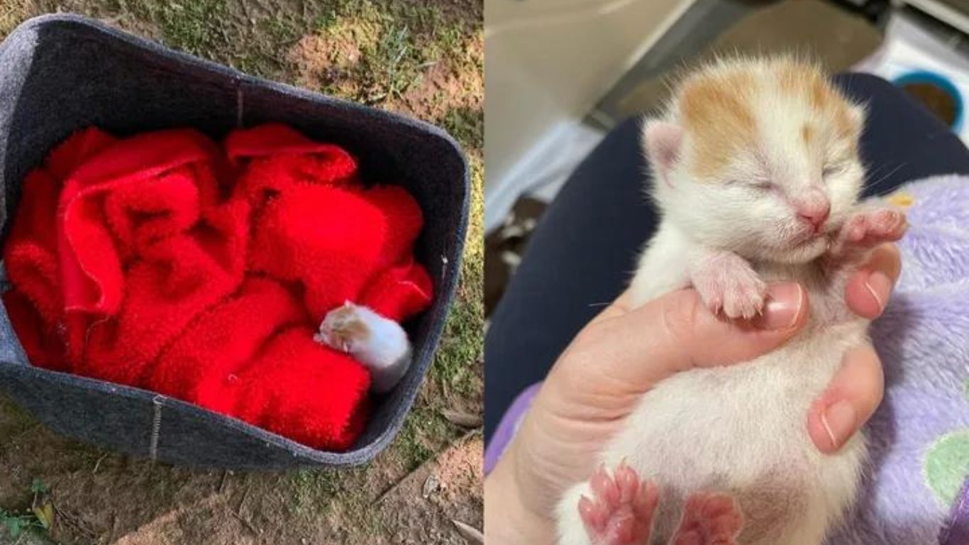 1695824008_341_Gatinho-Abandonado-no-Parque-Encontra-Amor-e-Aconchego-em-Surpreendente Gatinho Abandonado no Parque Encontra Amor e Aconchego em Surpreendente Adoção Felina