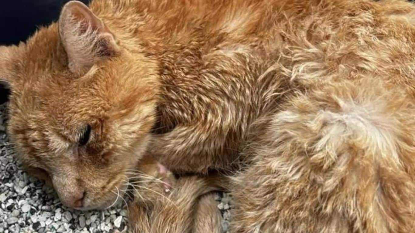 gato abandonado na escada