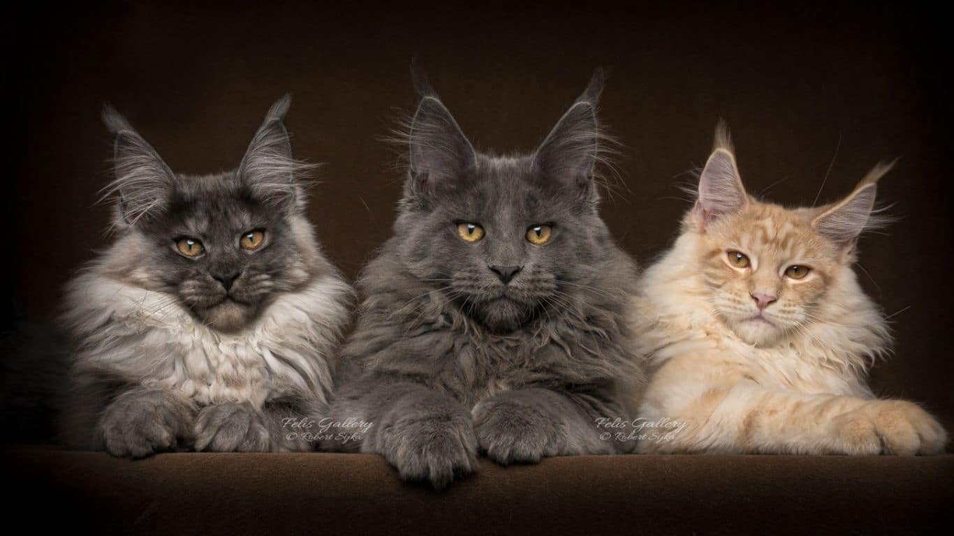 curiosidades raça maine coon