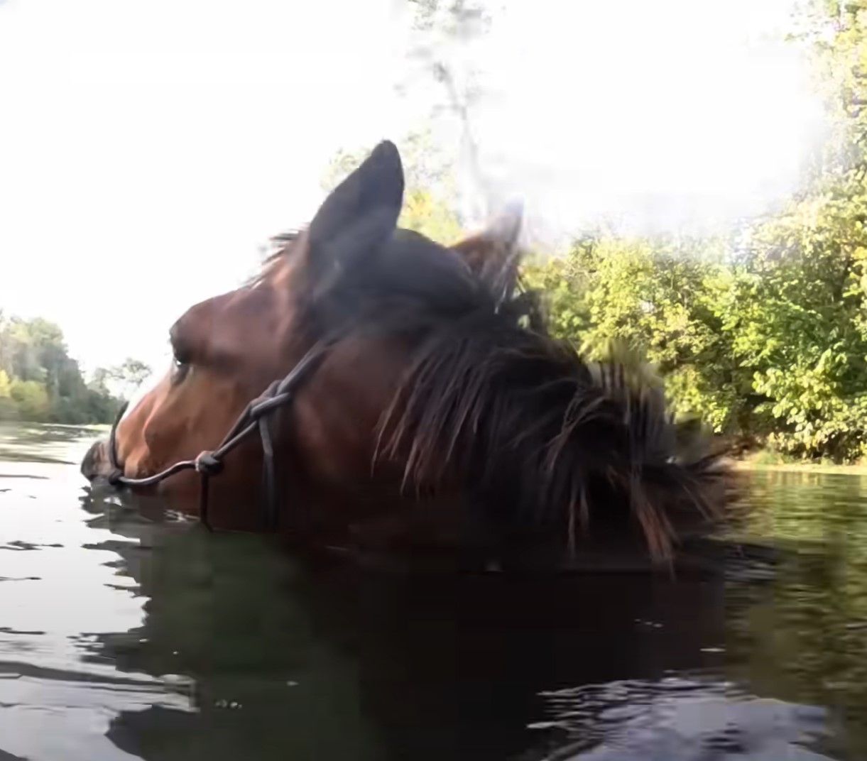 1696705734_233_Homem-leva-seu-cavalo-para-dar-um-ultimo-mergulho-antes Homem leva seu cavalo para dar um último mergulho antes do verão acabar e as imagens subaquáticas são lindas