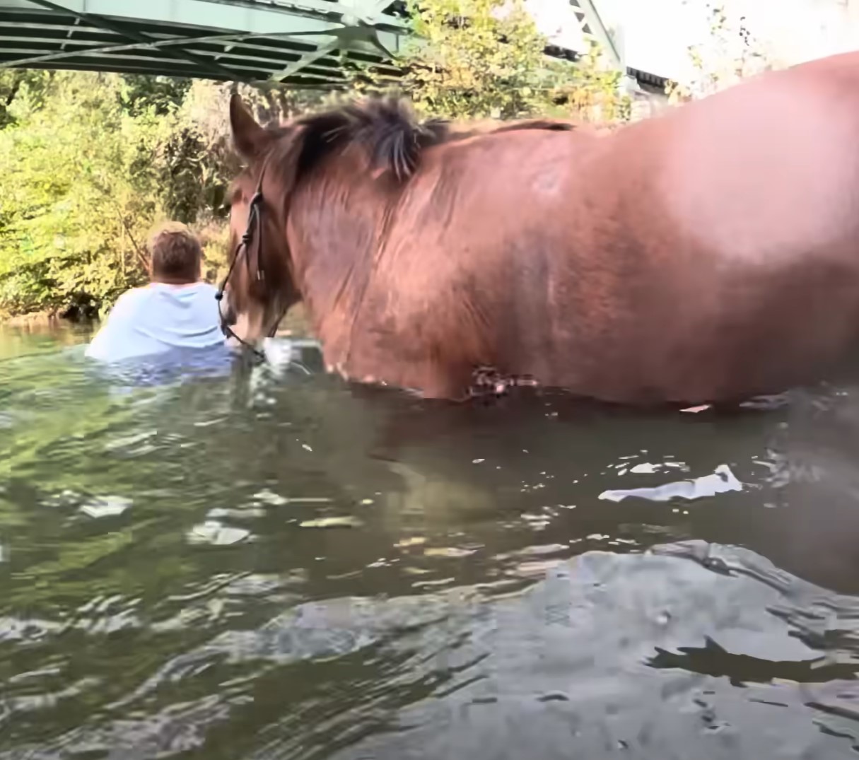 1696705734_955_Homem-leva-seu-cavalo-para-dar-um-ultimo-mergulho-antes Homem leva seu cavalo para dar um último mergulho antes do verão acabar e as imagens subaquáticas são lindas