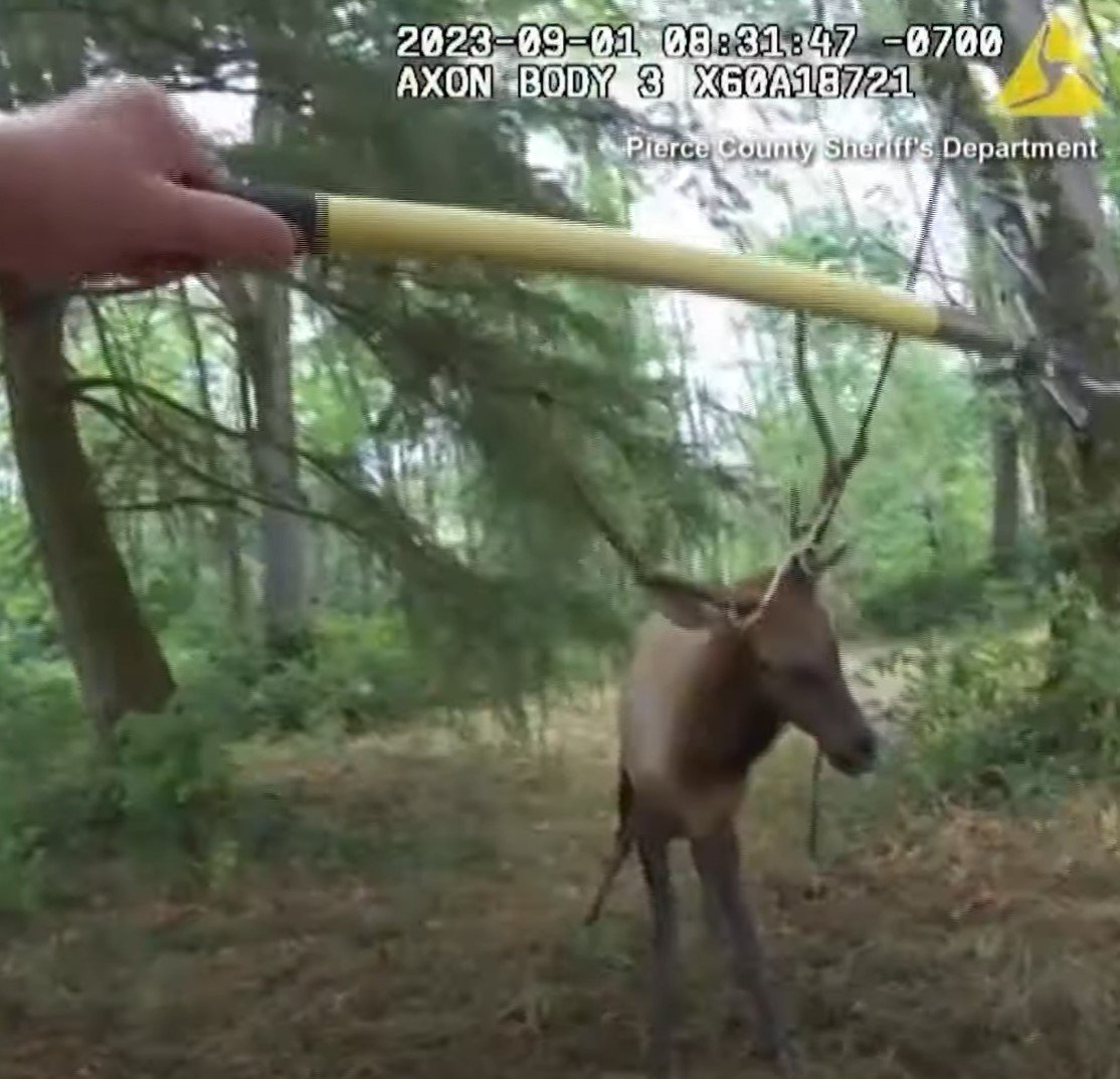 1696713077_192_Alces-com-chifres-presos-em-um-balanco-de-corda-parecem Alces com chifres presos em um balanço de corda parecem não saber que os policiais estão lá para ajudar