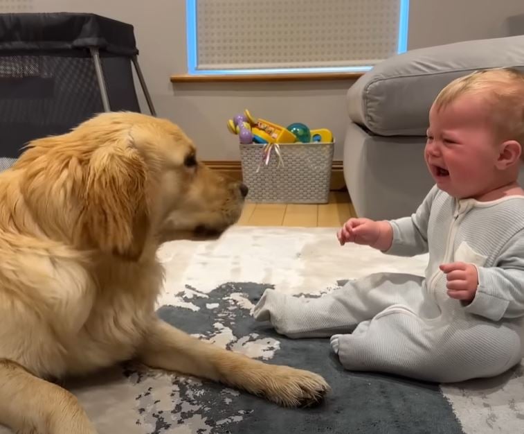 1696724111_57_Cachorro-acidentalmente-faz-bebe-chorar-mas-seu-doce-pedido-de Cachorro acidentalmente faz bebê chorar, mas seu doce pedido de desculpas está derretendo corações