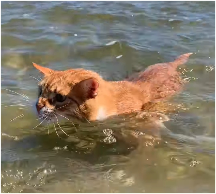 1696731497_193_Gatinho-criado-por-cachorros-adora-correr-com-os-irmaos-ate Gatinho criado por cachorros adora correr com os “irmãos” até o mar