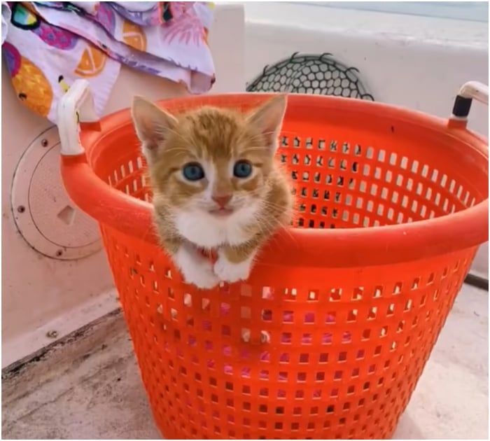 1696731497_209_Gatinho-criado-por-cachorros-adora-correr-com-os-irmaos-ate Gatinho criado por cachorros adora correr com os “irmãos” até o mar