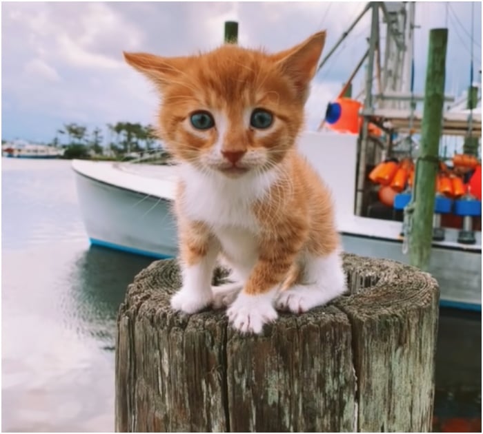 1696731497_558_Gatinho-criado-por-cachorros-adora-correr-com-os-irmaos-ate Gatinho criado por cachorros adora correr com os “irmãos” até o mar