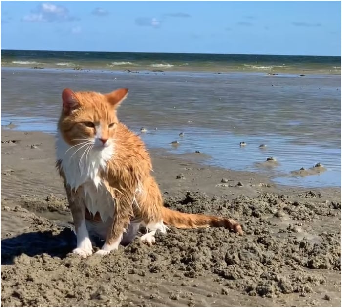 1696731497_626_Gatinho-criado-por-cachorros-adora-correr-com-os-irmaos-ate Gatinho criado por cachorros adora correr com os “irmãos” até o mar