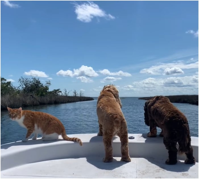 1696731497_683_Gatinho-criado-por-cachorros-adora-correr-com-os-irmaos-ate Gatinho criado por cachorros adora correr com os “irmãos” até o mar