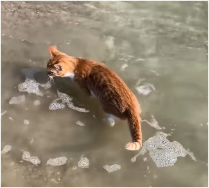 1696731497_901_Gatinho-criado-por-cachorros-adora-correr-com-os-irmaos-ate Gatinho criado por cachorros adora correr com os “irmãos” até o mar