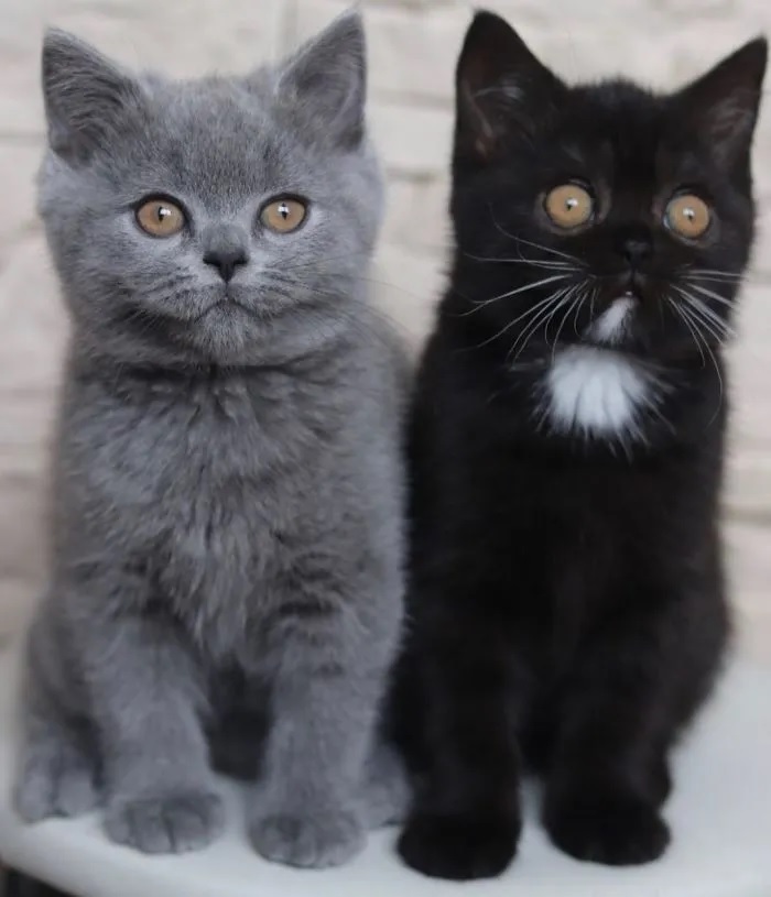 1696735166_510_Lindo-‘gato-de-duas-caras-vira-pai-de-gatinho-em Lindo ‘gato de duas caras’ vira pai de gatinho em cada uma de suas cores