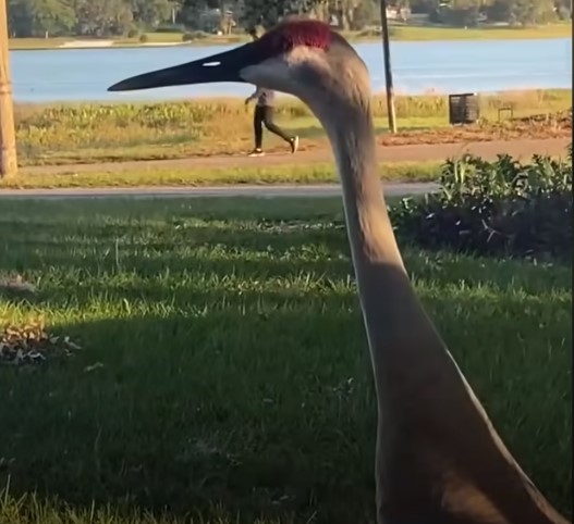 1697044348_126_Crane-bate-na-porta-da-melhor-amiga-humana-e-a Crane bate na porta da melhor amiga humana e a apresenta a adoráveis ​​‘bebês’