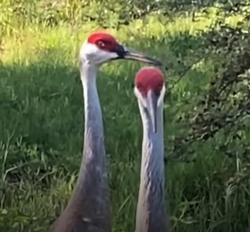 1697044349_590_Crane-bate-na-porta-da-melhor-amiga-humana-e-a Crane bate na porta da melhor amiga humana e a apresenta a adoráveis ​​‘bebês’