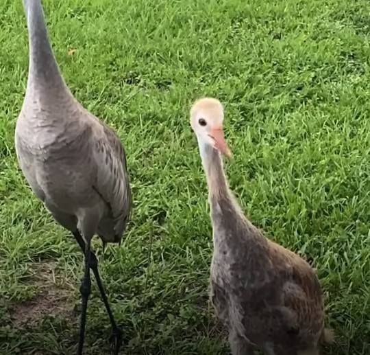 1697044349_716_Crane-bate-na-porta-da-melhor-amiga-humana-e-a Crane bate na porta da melhor amiga humana e a apresenta a adoráveis ​​‘bebês’