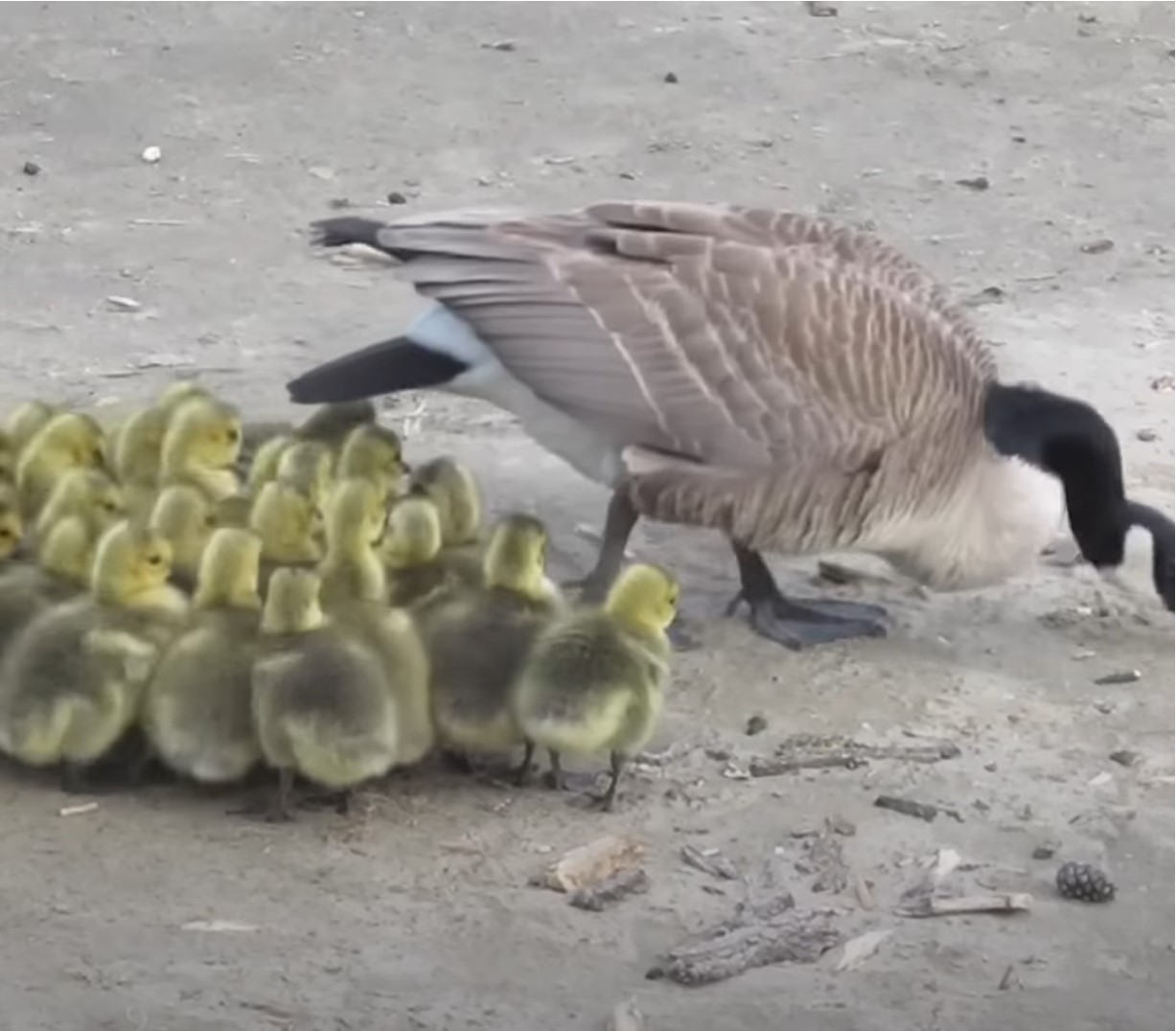 1697136064_460_Mama-Goose-tem-um-momento-identificavel-enquanto-tenta-se-libertar Mama Goose tem um “momento identificável” enquanto tenta se libertar de 43 Goslings