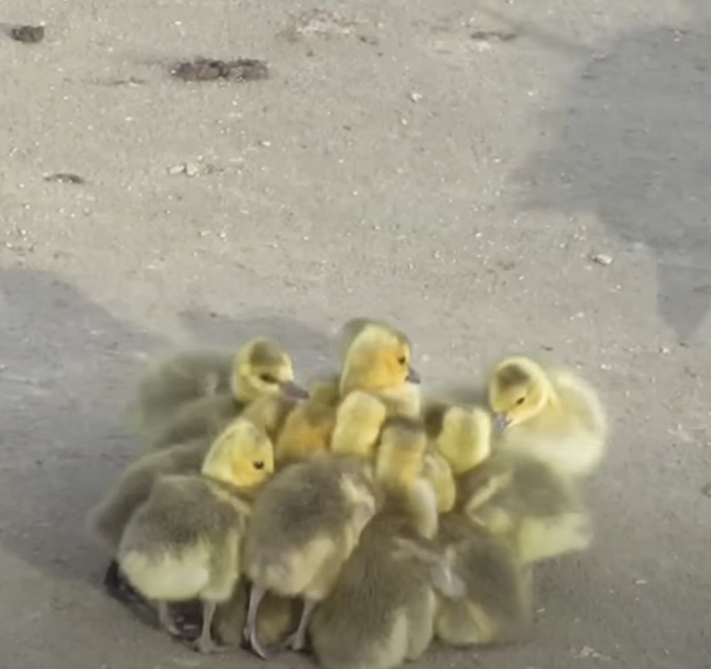 1697136064_902_Mama-Goose-tem-um-momento-identificavel-enquanto-tenta-se-libertar Mama Goose tem um “momento identificável” enquanto tenta se libertar de 43 Goslings