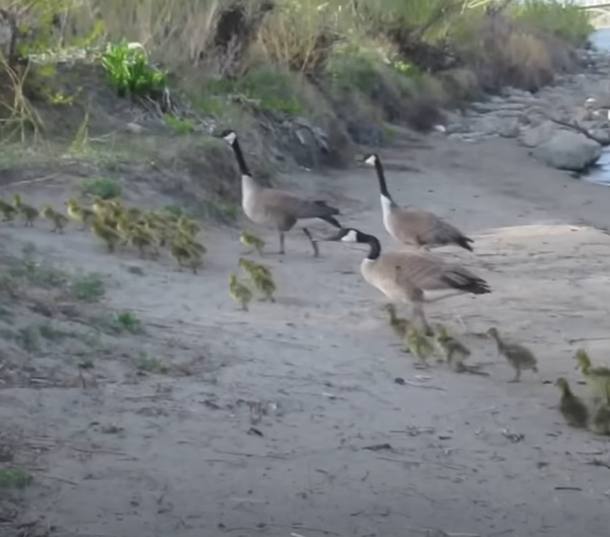 1697136065_249_Mama-Goose-tem-um-momento-identificavel-enquanto-tenta-se-libertar Mama Goose tem um “momento identificável” enquanto tenta se libertar de 43 Goslings