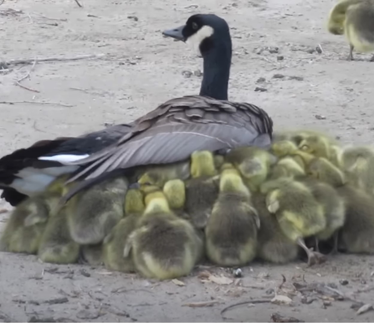 1697136065_752_Mama-Goose-tem-um-momento-identificavel-enquanto-tenta-se-libertar Mama Goose tem um “momento identificável” enquanto tenta se libertar de 43 Goslings