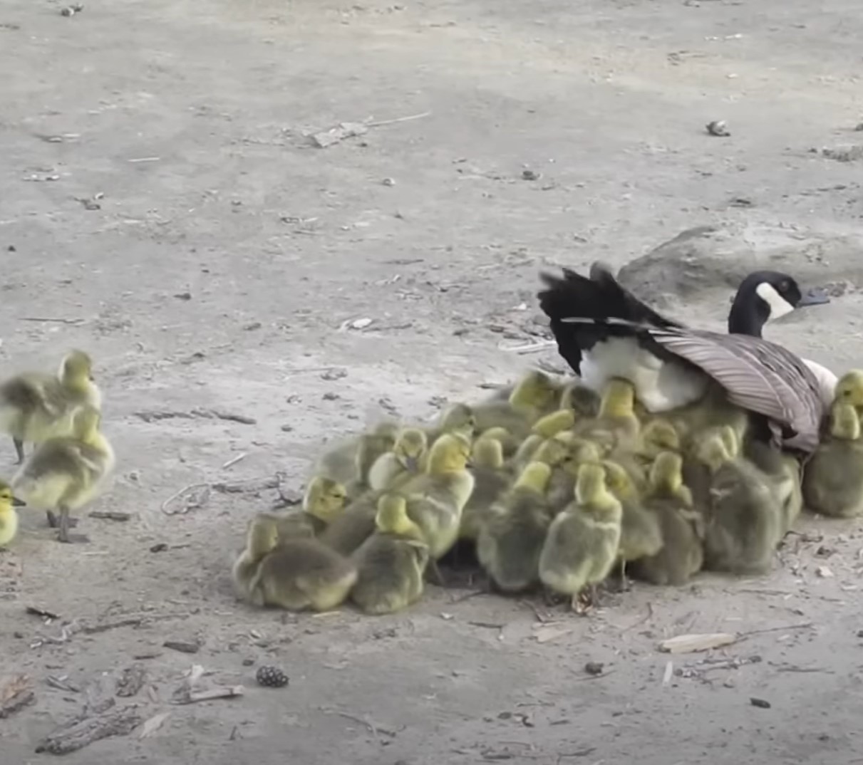 1697136065_806_Mama-Goose-tem-um-momento-identificavel-enquanto-tenta-se-libertar Mama Goose tem um “momento identificável” enquanto tenta se libertar de 43 Goslings