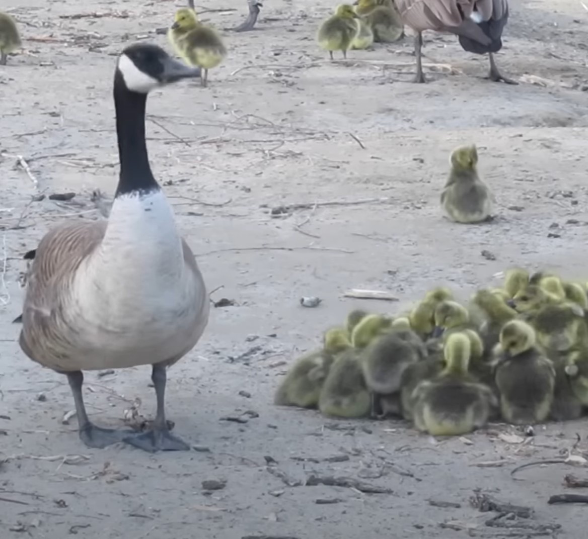 1697136065_937_Mama-Goose-tem-um-momento-identificavel-enquanto-tenta-se-libertar Mama Goose tem um “momento identificável” enquanto tenta se libertar de 43 Goslings