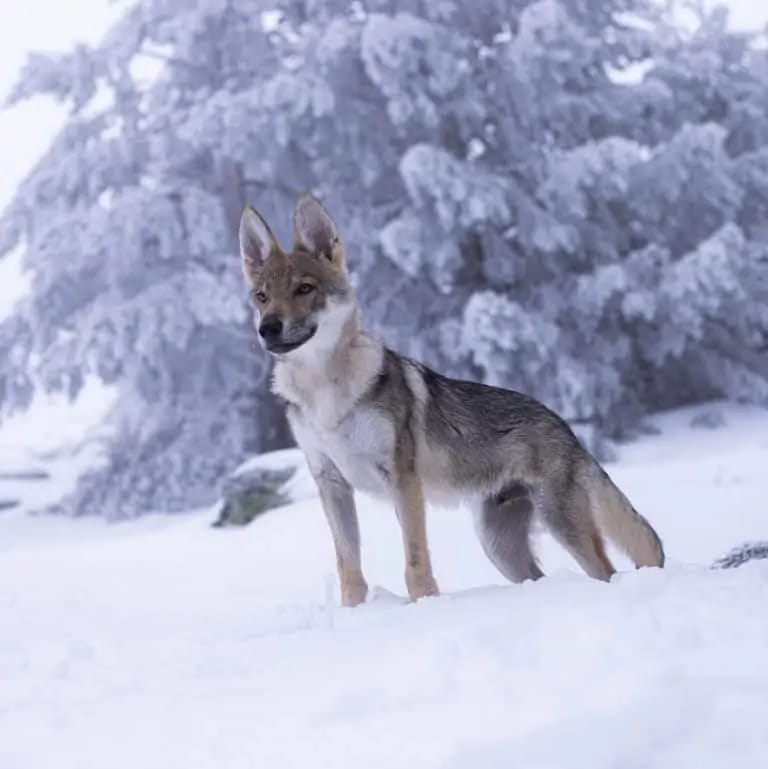 1697139727_366_Mais-de-35-animais-hibridos-estranhos-que-voce-nunca-viu Mais de 35 animais híbridos estranhos que você nunca viu antes