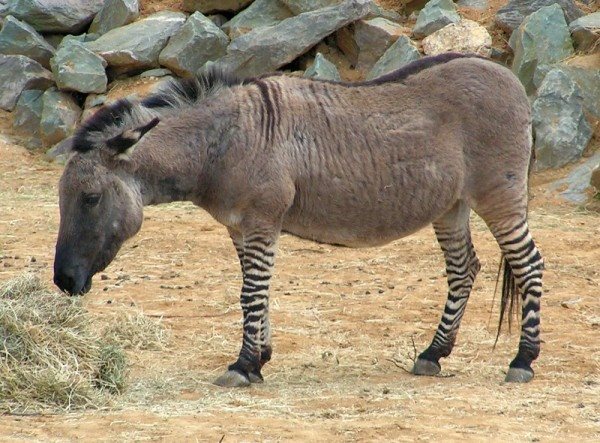 1697139728_134_Mais-de-35-animais-hibridos-estranhos-que-voce-nunca-viu Mais de 35 animais híbridos estranhos que você nunca viu antes