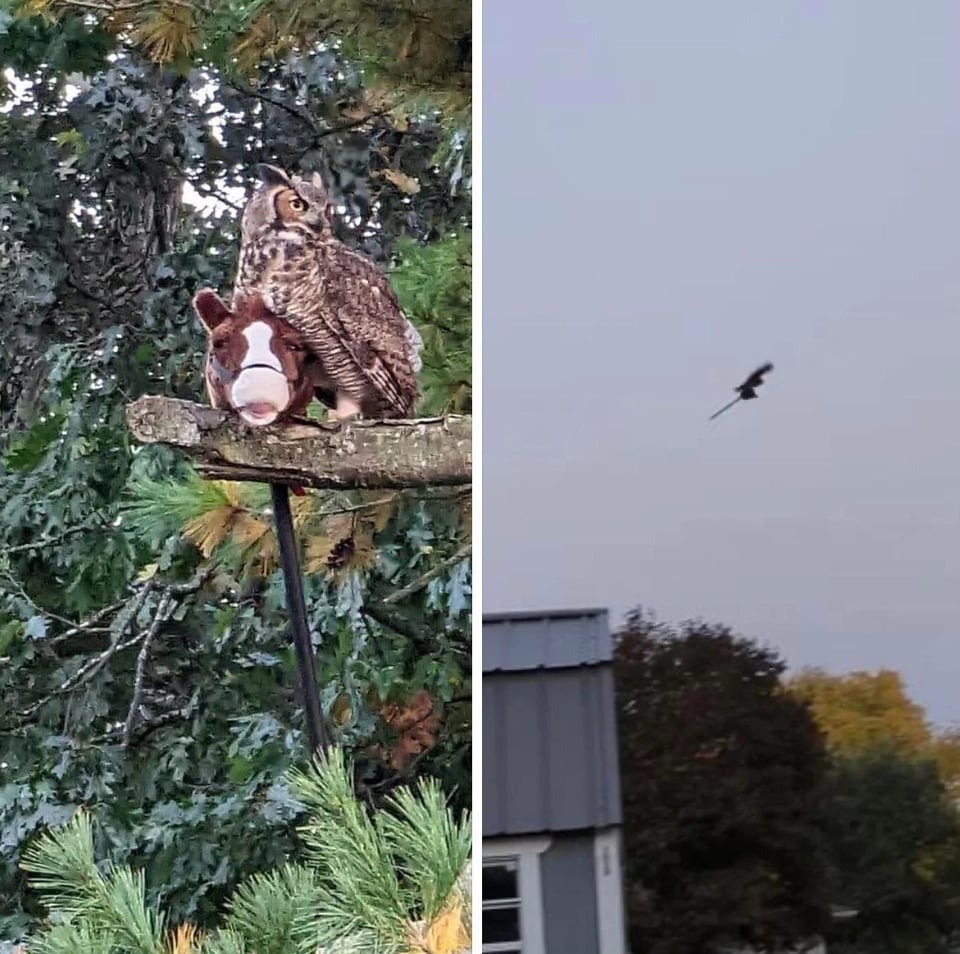 1697143354_60_50-fotos-perfeitamente-cronometradas-quando-os-animais-fizeram-algo-hilariamente 50 fotos perfeitamente cronometradas quando os animais fizeram algo hilariamente bobo