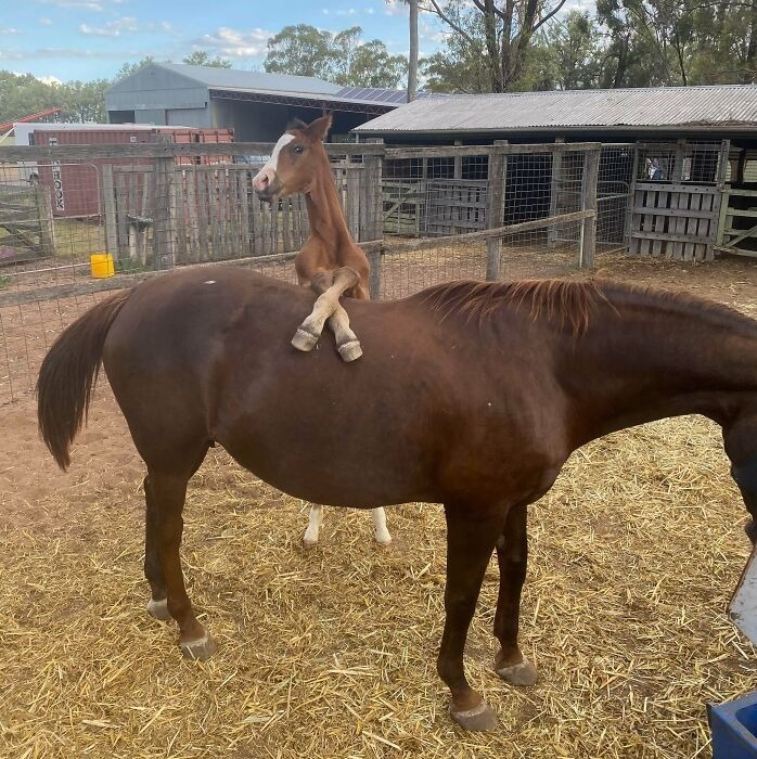 1697143355_376_50-fotos-perfeitamente-cronometradas-quando-os-animais-fizeram-algo-hilariamente 50 fotos perfeitamente cronometradas quando os animais fizeram algo hilariamente bobo