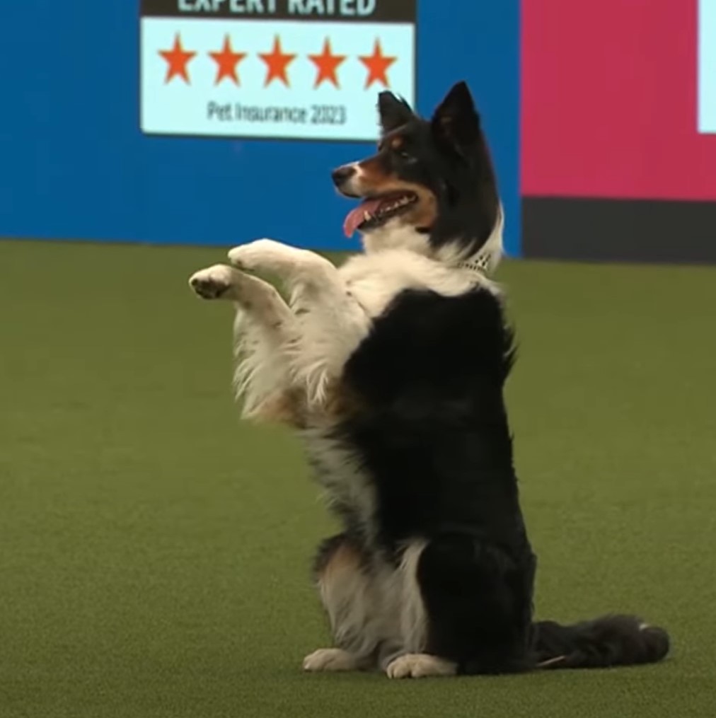 1697146992_177_Border-Collie-de-11-anos-rouba-a-cena-em-competicao Border Collie, de 11 anos, rouba a cena em competição de estilo livre com rotina temática de Halloween