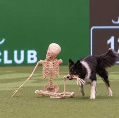 1697146993_871_Border-Collie-de-11-anos-rouba-a-cena-em-competicao Border Collie, de 11 anos, rouba a cena em competição de estilo livre com rotina temática de Halloween