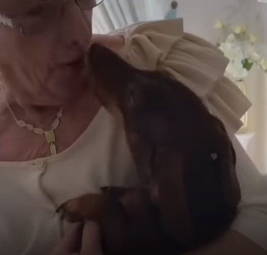 1697209269_114_Dachshund-derrete-coracoes-com-adoravel-‘saudacao-para-avo-de-84 Dachshund derrete corações com adorável ‘saudação’ para avó de 84 anos