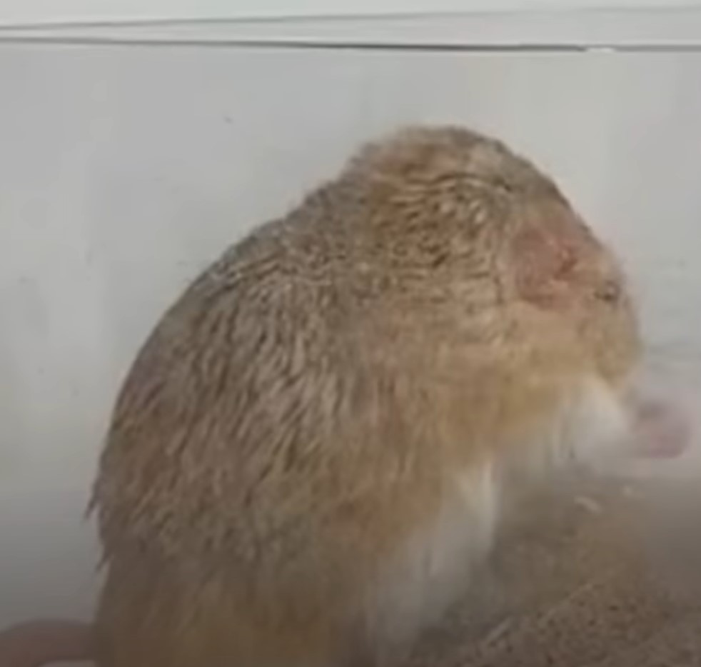 1697220303_739_Pequeno-gerbil-insiste-em-ser-enrolado-em-pequenos-cobertores-sempre Pequeno gerbil insiste em ser enrolado em pequenos cobertores sempre que chega a hora da soneca