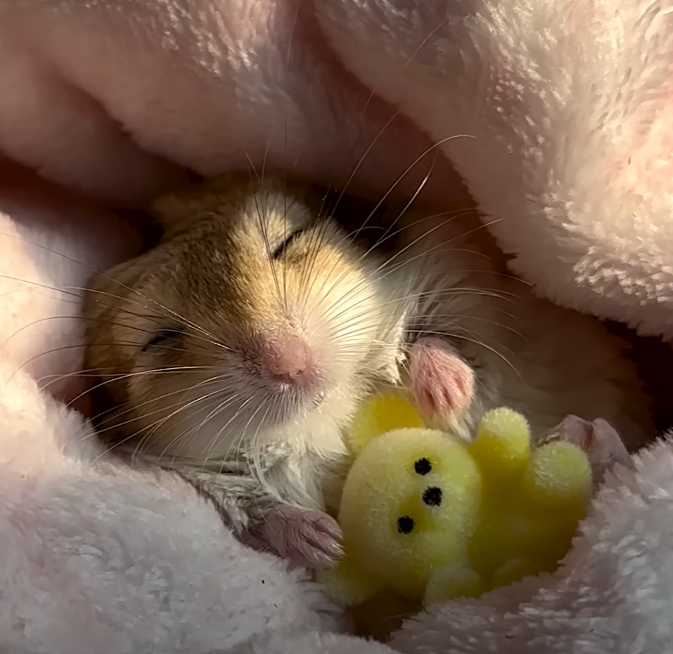 1697220305_654_Pequeno-gerbil-insiste-em-ser-enrolado-em-pequenos-cobertores-sempre Pequeno gerbil insiste em ser enrolado em pequenos cobertores sempre que chega a hora da soneca