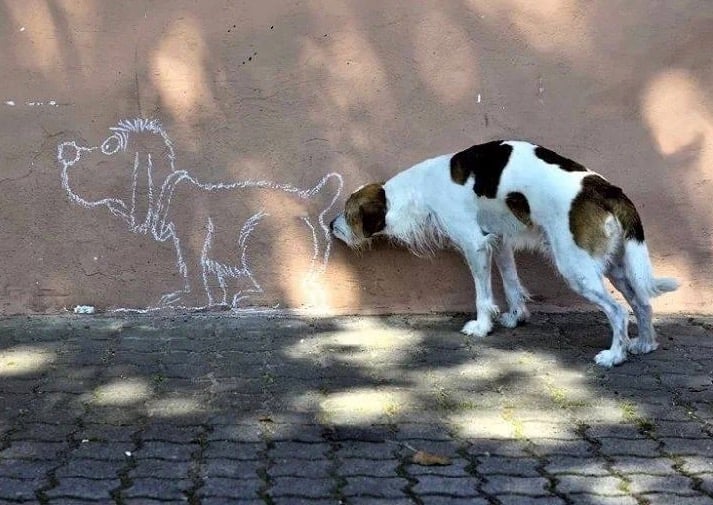 50 fotos perfeitamente cronometradas quando os animais fizeram algo hilariamente bobo